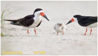 Becs en ciseaux noirs / Black Skimmers