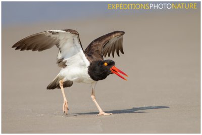 Huîtrier d'Amérique / American Oystercatcher