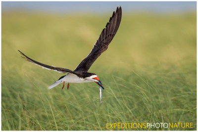 Bec en ciseaux noir / Black Skimmer