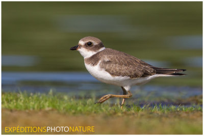 Pluvier semipalmé / Semipalmated Plover