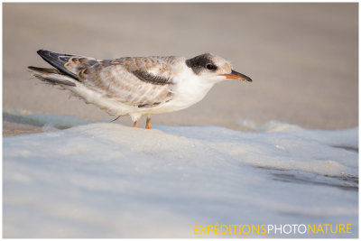Sterne pierregarin / Common Tern