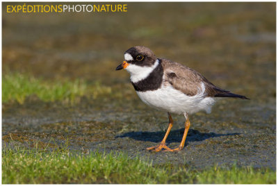 Pluvier semipalmé / Semipalmated Plover