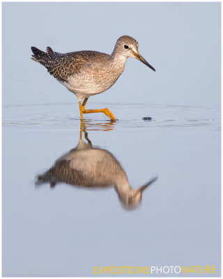 Petit Chevalier / Lesser Yellowlegs