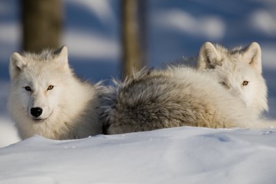 Loups d'Arctique / Arctic Wolves