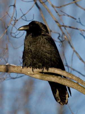 Grand Corbeau / Common Raven