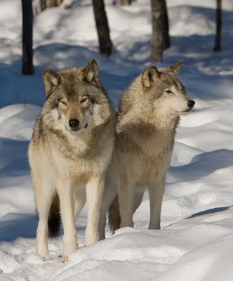 Loups gris / Grey Wolves