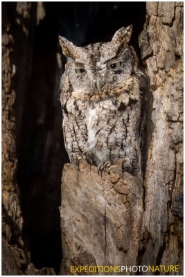 Petit-duc macul / Eastern Screech-Owl