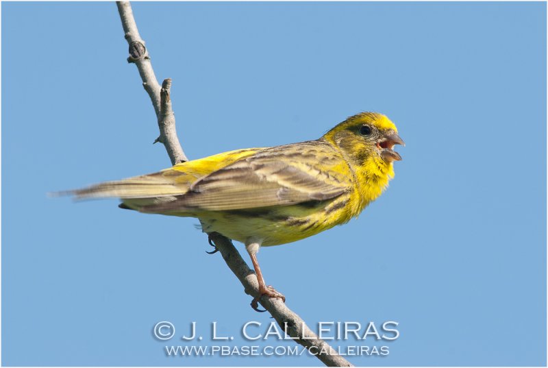European Serin