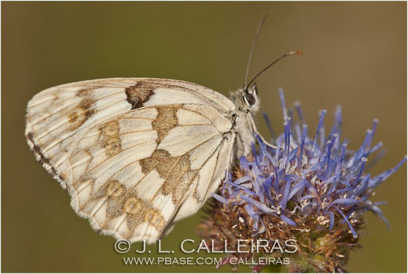   Melanargia lachesis