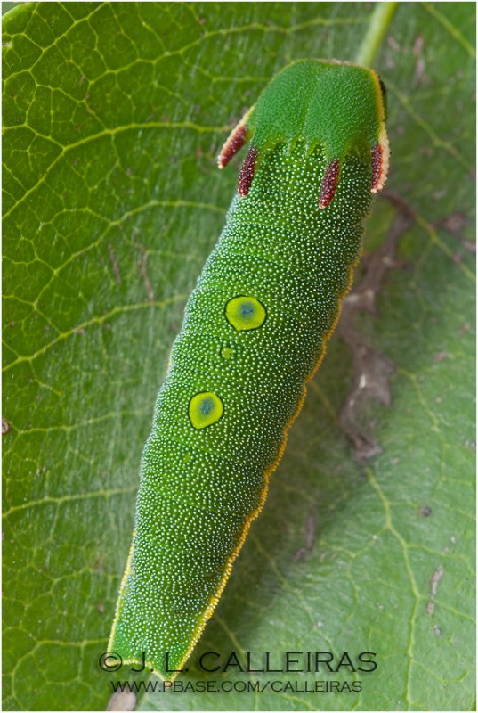 Oruga de Charaxes jasius