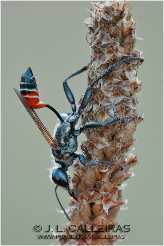  Avispa excavadora (Prionyx kirbii)