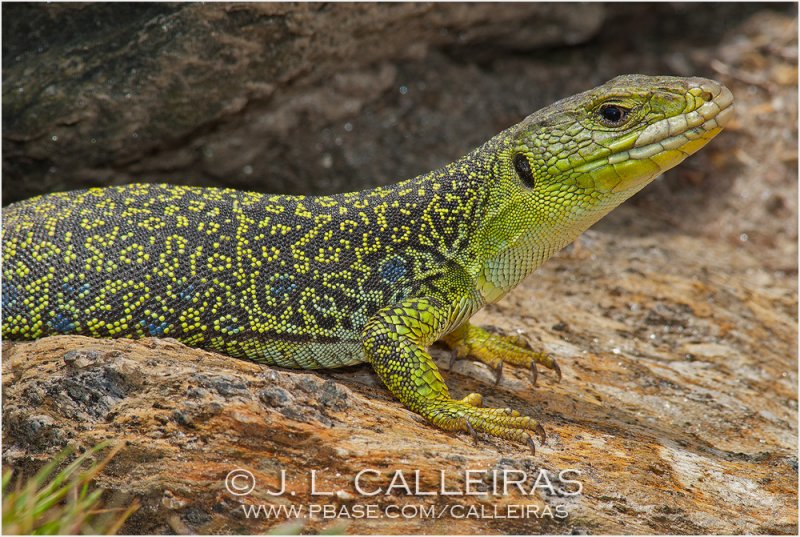 Lacerta lepida