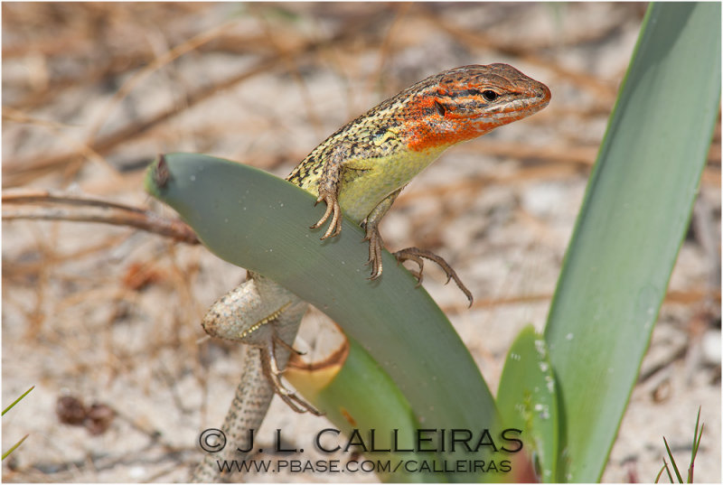 Psammodromus algirus