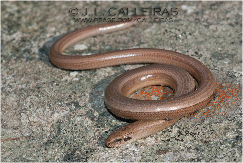 Anguis fragilis