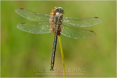  Gomphus pulchellus