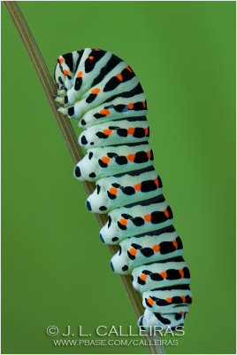 Oruga de Papilio machaon