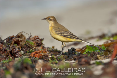 Yellow Wagtail