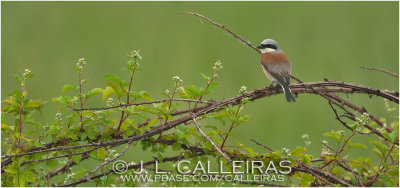 Alcaudn Dorsirrojo	(Lanius collurio)