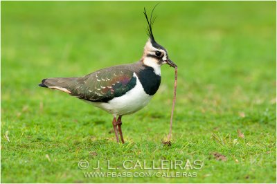 Avefría (Vanellus vanellus)