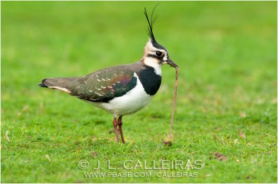 Avefra (Vanellus vanellus)