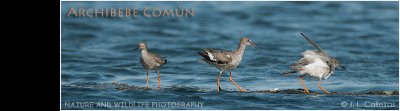 archibebe-comun-banner