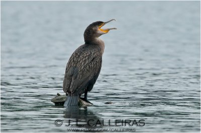 Great Cormorant 