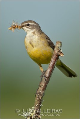 Yellow Wagtail