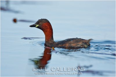 Zampulln Comn 	(Tachybaptus ruficollis)