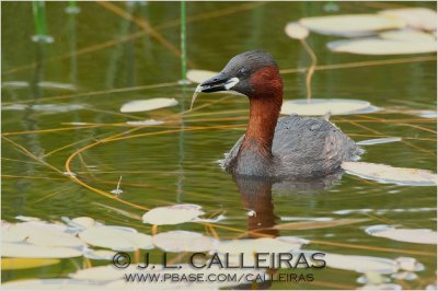 Zampulln Comn (Tachybaptus ruficollis)