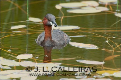 Zampulln Comn (Tachybaptus ruficollis) 