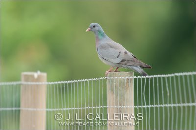 Paloma Zurita	(Columba oenas)