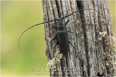 cerambyx cerdo