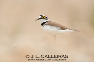 Chorlitejo Chico (Charadrius dubius)