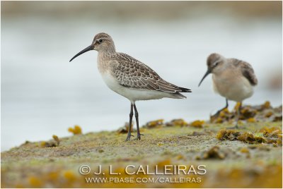 Correlimos Zarapitn	(Calidris ferruginea)