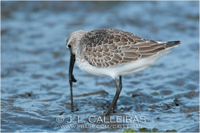 Correlimos Zarapitn (Calidris ferruginea) 