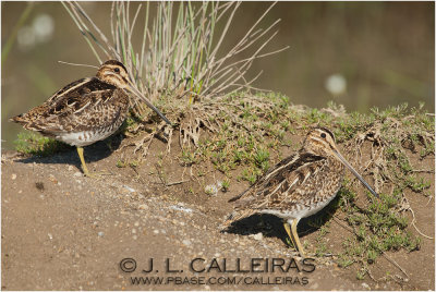 Agachadiza Común (Gallinago gallinago)
