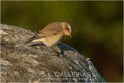 Collalba Gris (Oenanthe oenanthe)