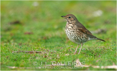 Zorzal Comn (Turdus philomelos)