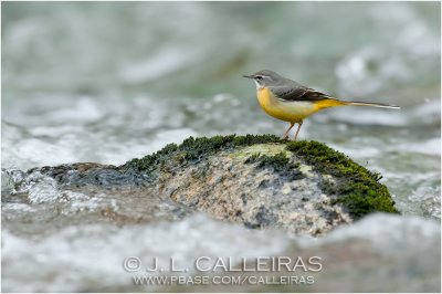 Lavandera Cascadea	(Motacilla cinerea)