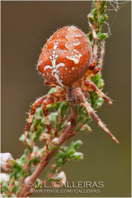 Araneus diadematus