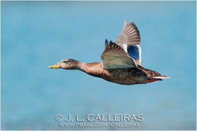 Ánade Azulón (Anas platyrhynchos)