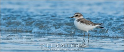 Chorlitejo Patinegro (Charadrius alexandrinus) 