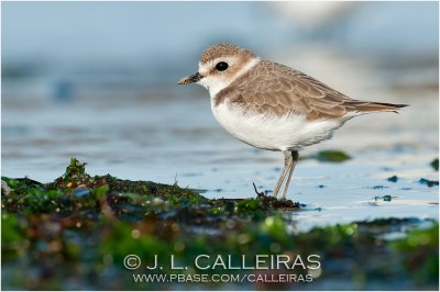 Chorlitejo Patinegro (Charadrius alexandrinus)