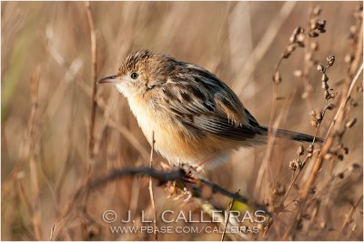 Buitrón (Cisticola juncidis)