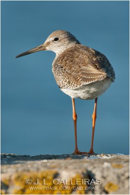 Archibebe Común (Tringa totanus)