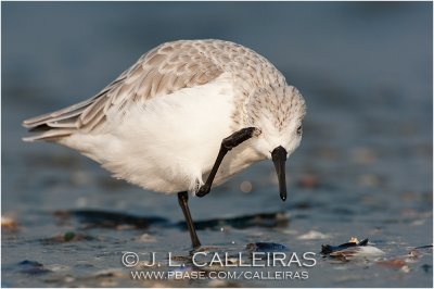 Correlimos Tridctilo (Calidris alba)