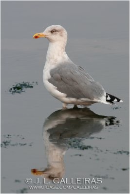 Gaviota Patiamarilla (Larus cachinnans)