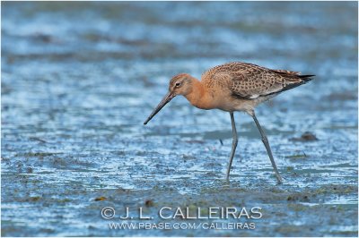 Aguja Colinegra	(Limosa limosa)