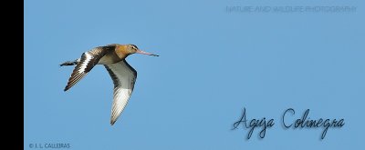 aguja_colinegra_banner