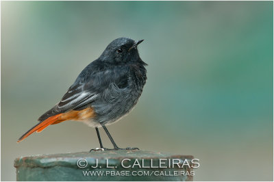 Colirrojo Tizn (Phoenicurus ochruros)